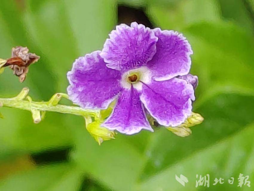 充值 海外